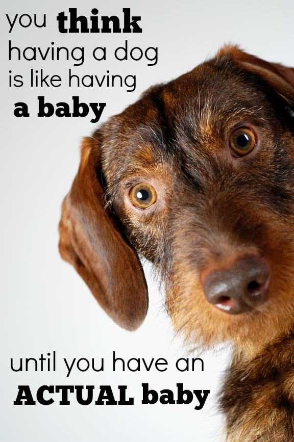 Your dogs are only your babies until you have actual babies