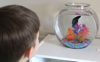 5 Reasons To Get Your Kids A Fish