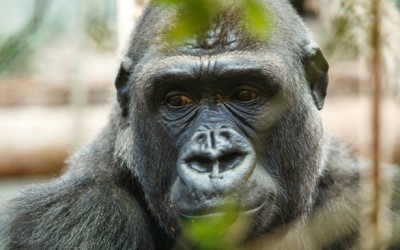 You should be angry about the gorilla, but not for the reason you think.