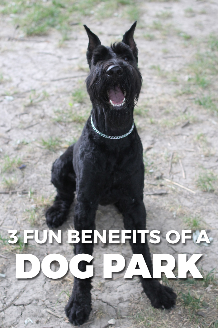 3 Great Benefits of Dog Parks