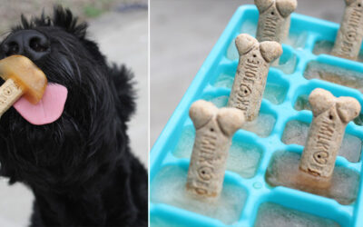 Cool your dog off with easy DIY Dog Popsicles they will love.