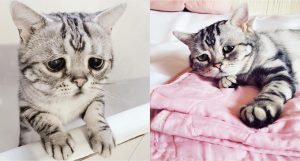 Luhu The World's Saddest Cat