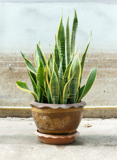 Air Purifying Plants - Snake Plant