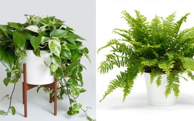 6 Air Purifying Plants That Will Clean The Air And Boost Your Mood
