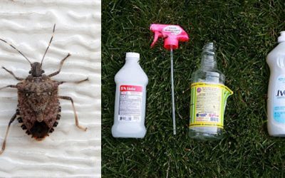 How To Get Rid of Those Nasty Stink Bugs