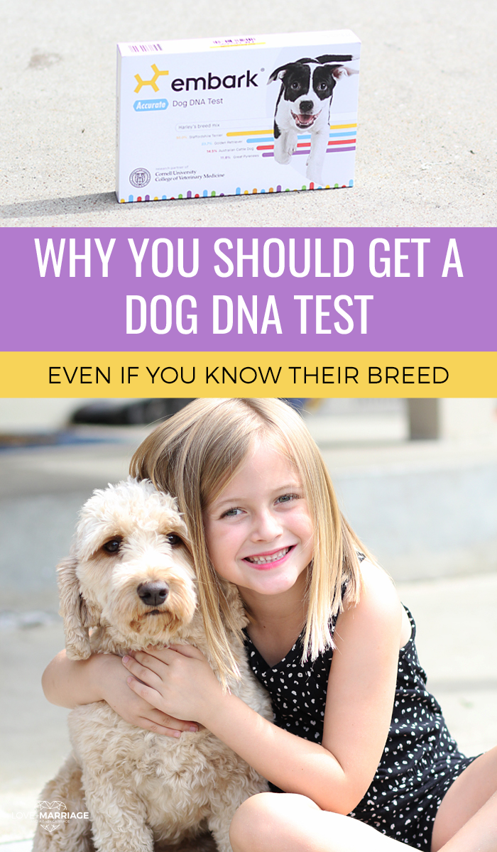 Why You Should Get A Dog DNA Kit