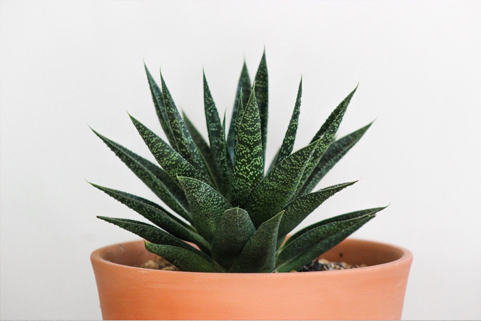 7 Critical Things I've Learned About Growing Succulents