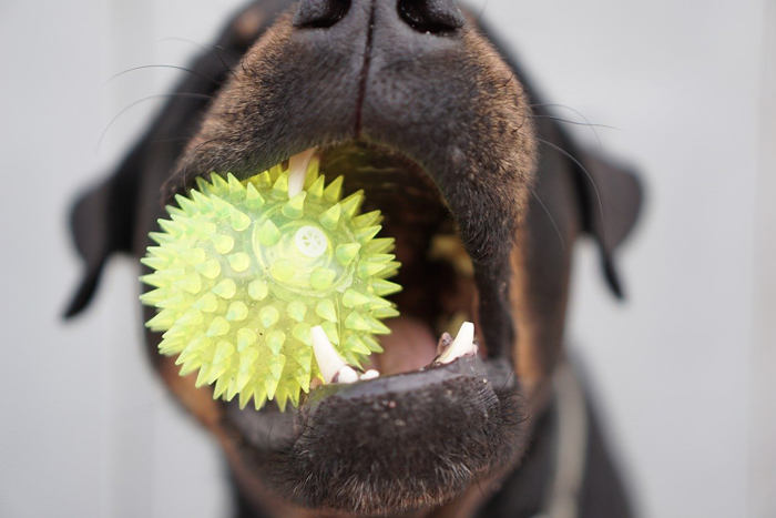 Weird Dog Behavior Explained by Experts