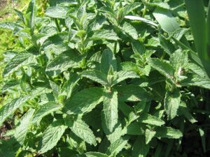 plant mint to repel bugs