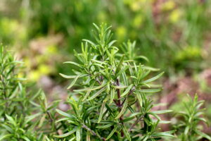 rosemary repels bugs