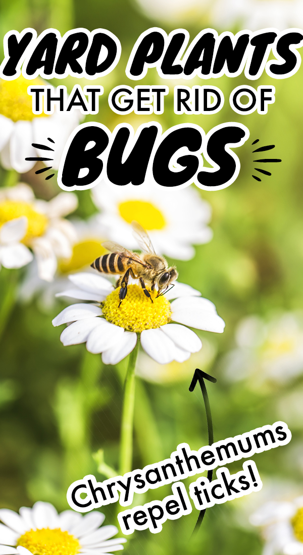 16 Plants That Help You Get Rid of Bugs