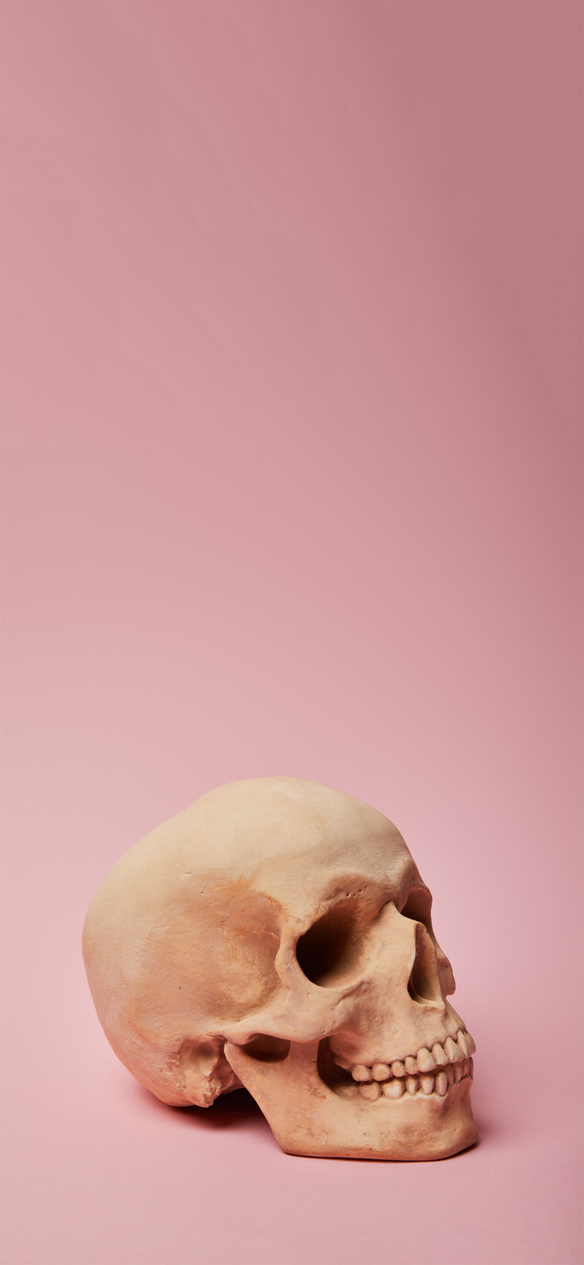 Pink Skull Halloween Wallpaper