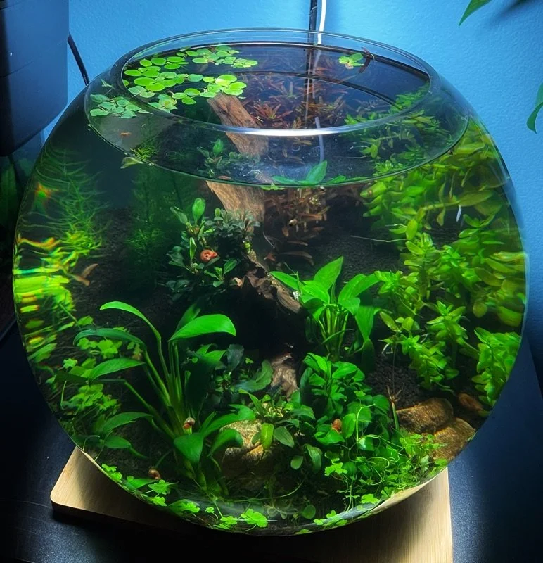 How To DIY Planted Fish Bowls: 15 Gorgeous Examples