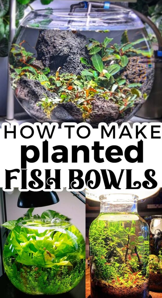 Planted fish bowls are beautiful and unique, even though there are no fish in a planted fish bowl. These pretty examples are easy to create.