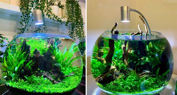 How to Set A Planted Fish Bowl - Bunnycart Blog
